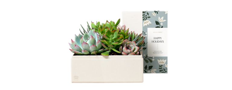 Holiday Urban Garden  Lula's Garden 